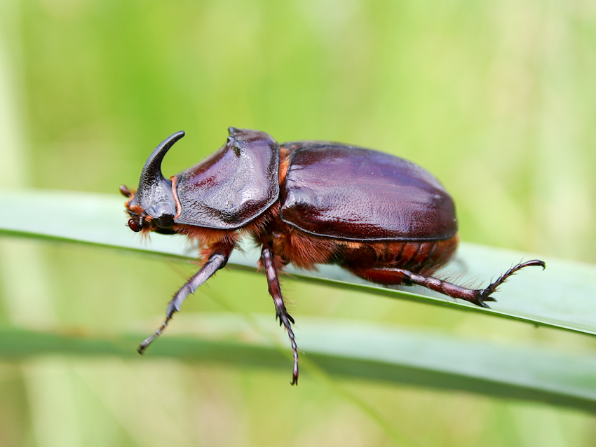  Oryctes nasicornis.