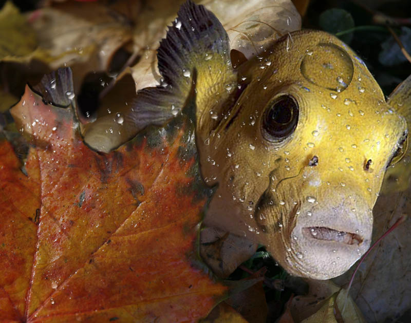  Autumn leaf fish