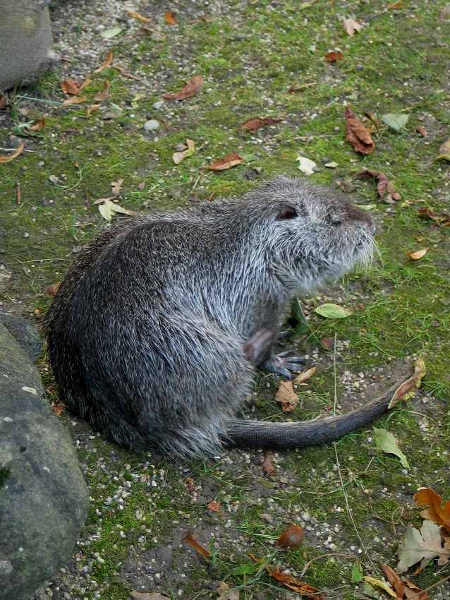  Nutria
