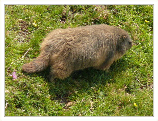  Marmotta Grande