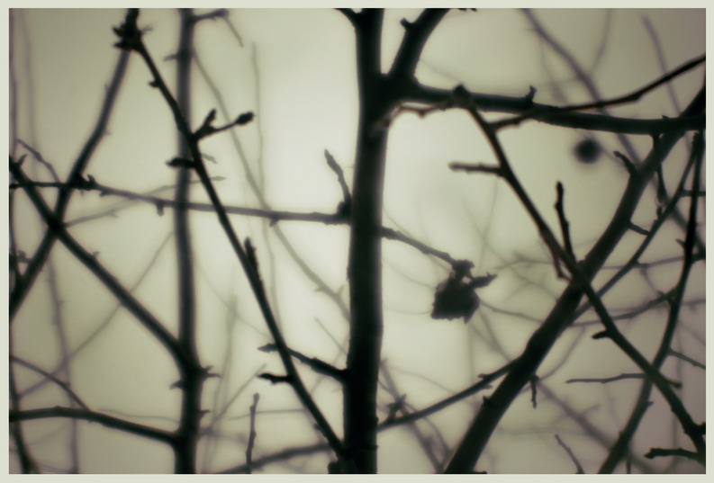  Apple Tree
