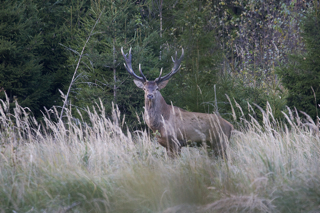  Red deer