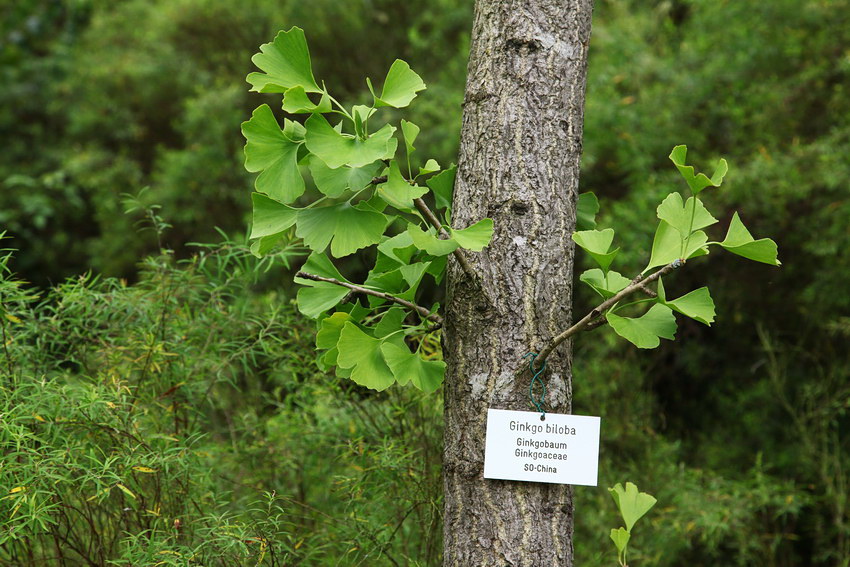 Ginkgo.