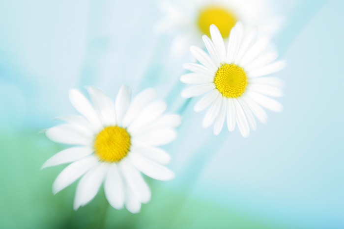  Camomiles