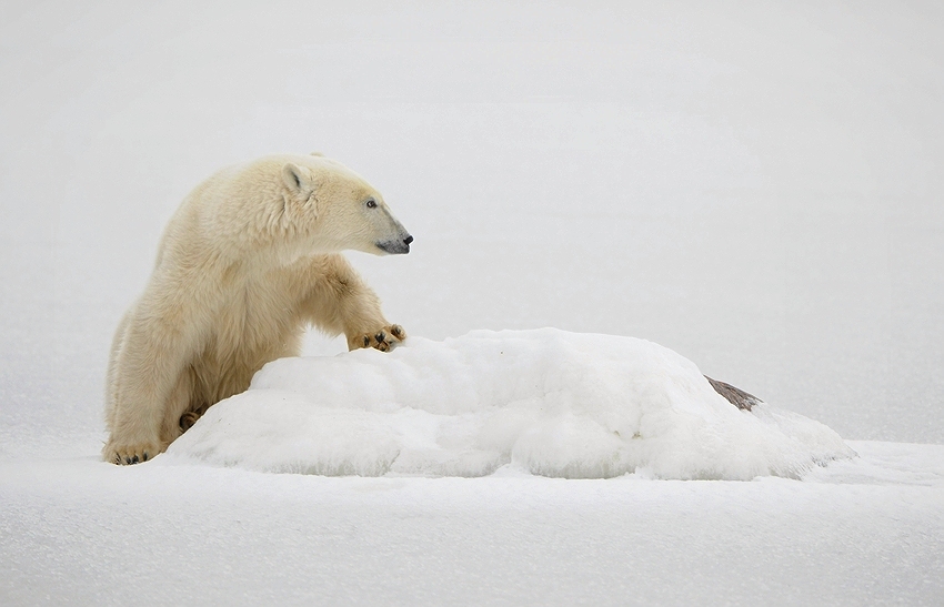  Polar