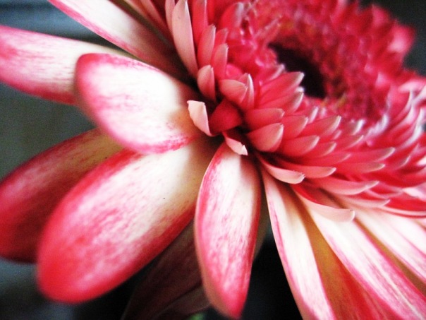  gerberas