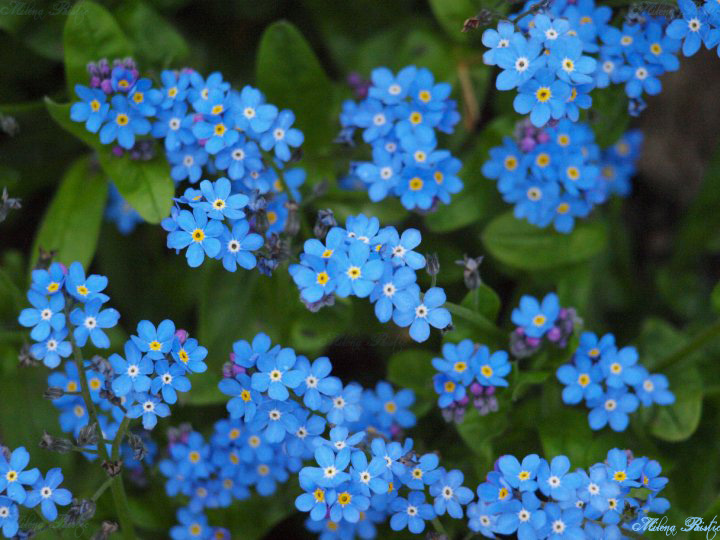  Forget me not