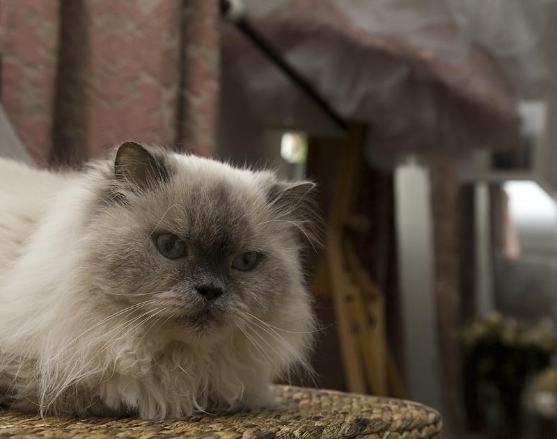  Gus, the theatre cat