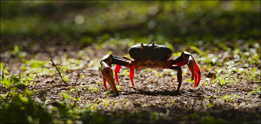  Gecarcinus ruricola.