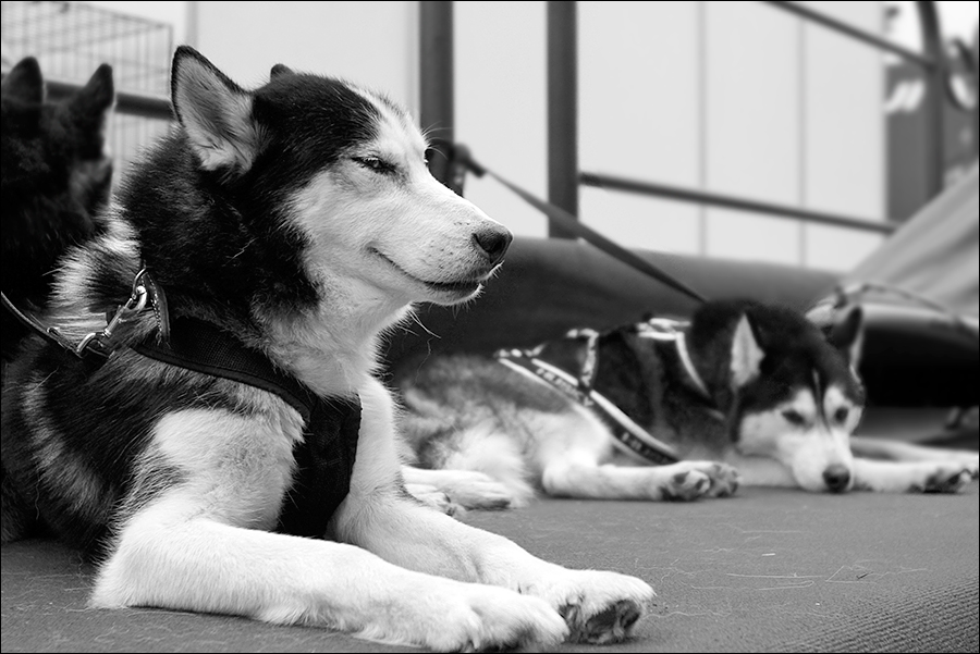 dog smile