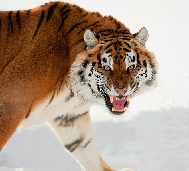  Panthera tigris altaica