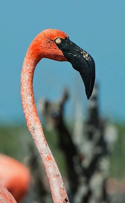  Fl