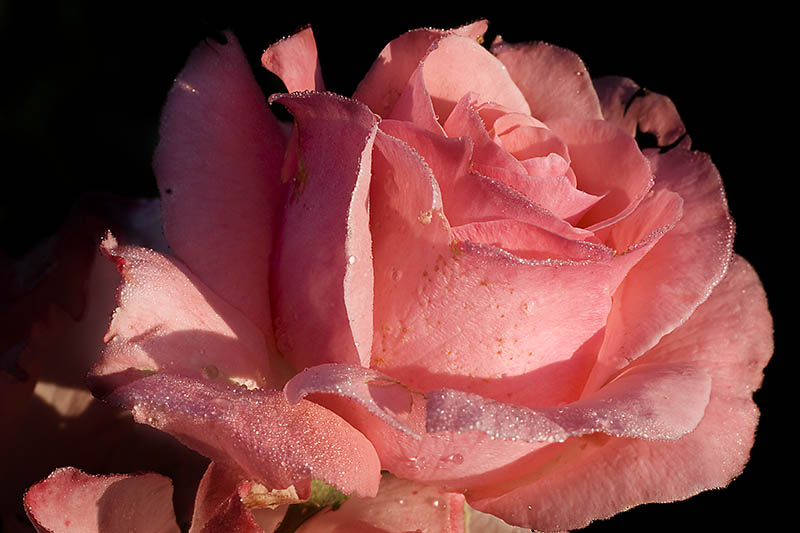  Just rose