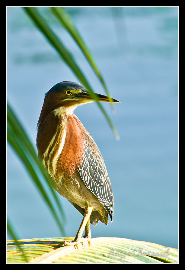     (Butorides virescens)