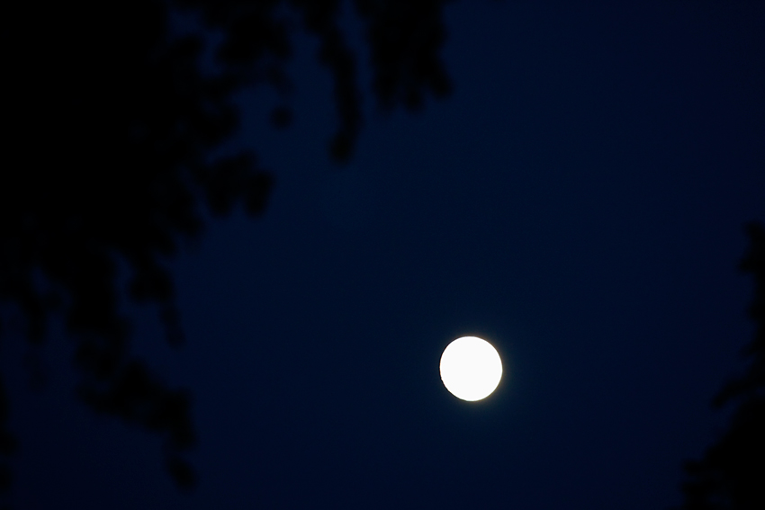  [night wolf]