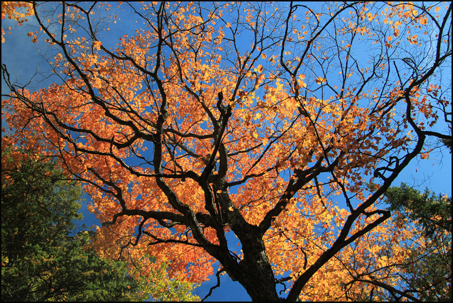  Indian Summer