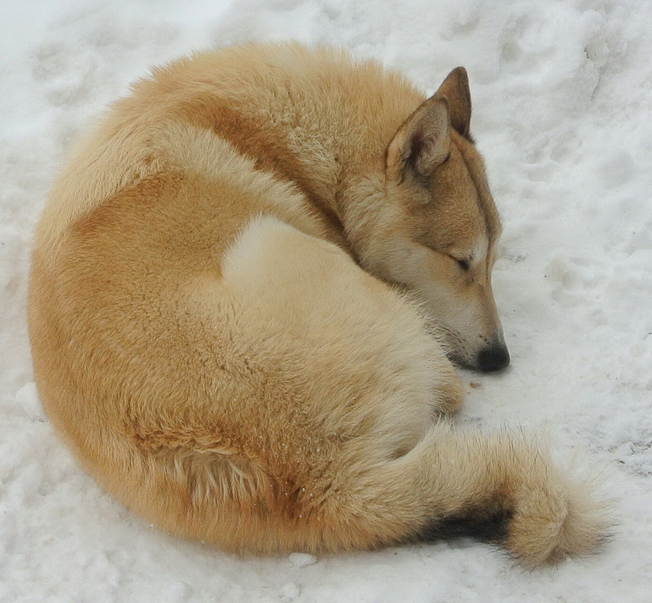  Mozilla Firedog