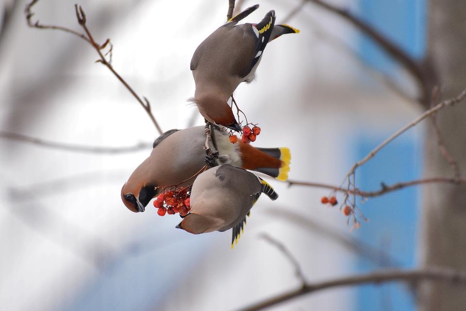 ���������� ������ �����������