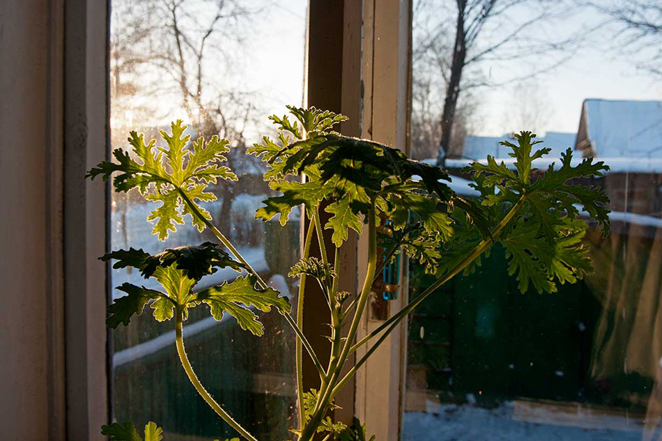    -25