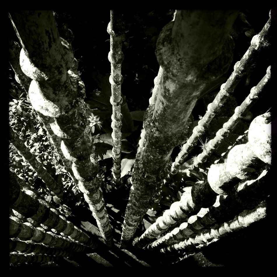  Las Pozas de Edward James