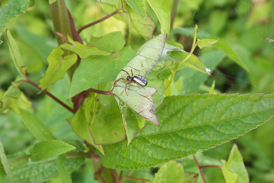  blackwhite spider