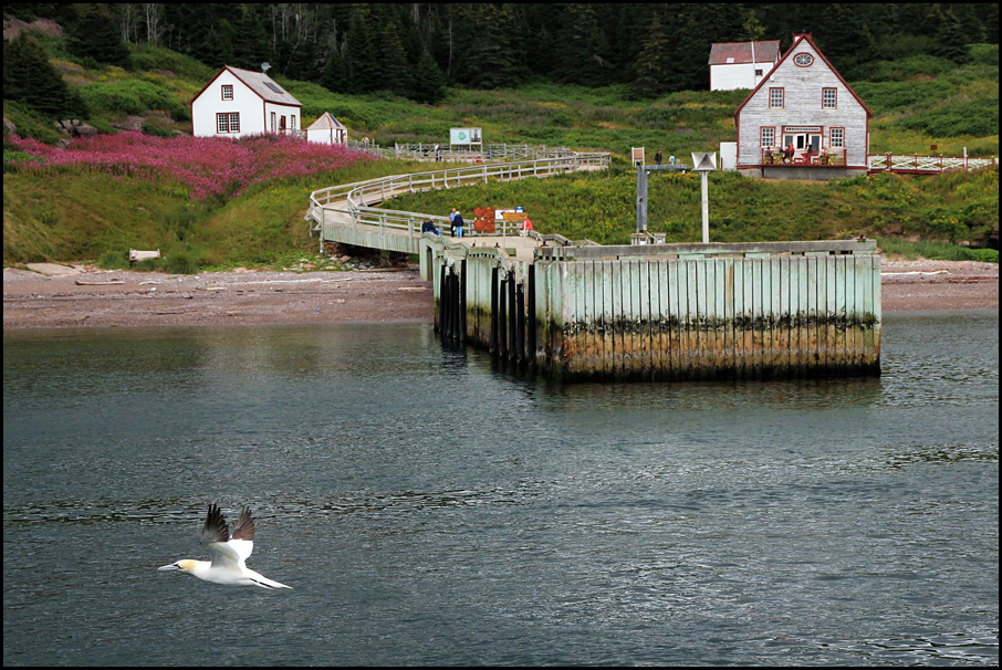  Bonaventure Island 3