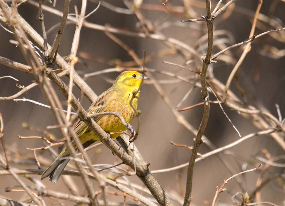  Emberiza citrinella