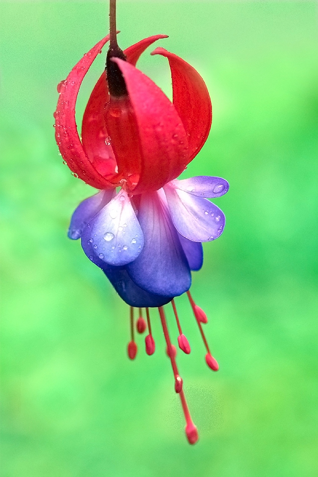  Fuchsia magellanica