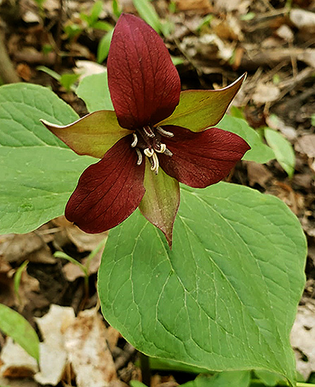  Red Trillium