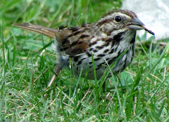  Song sparrow