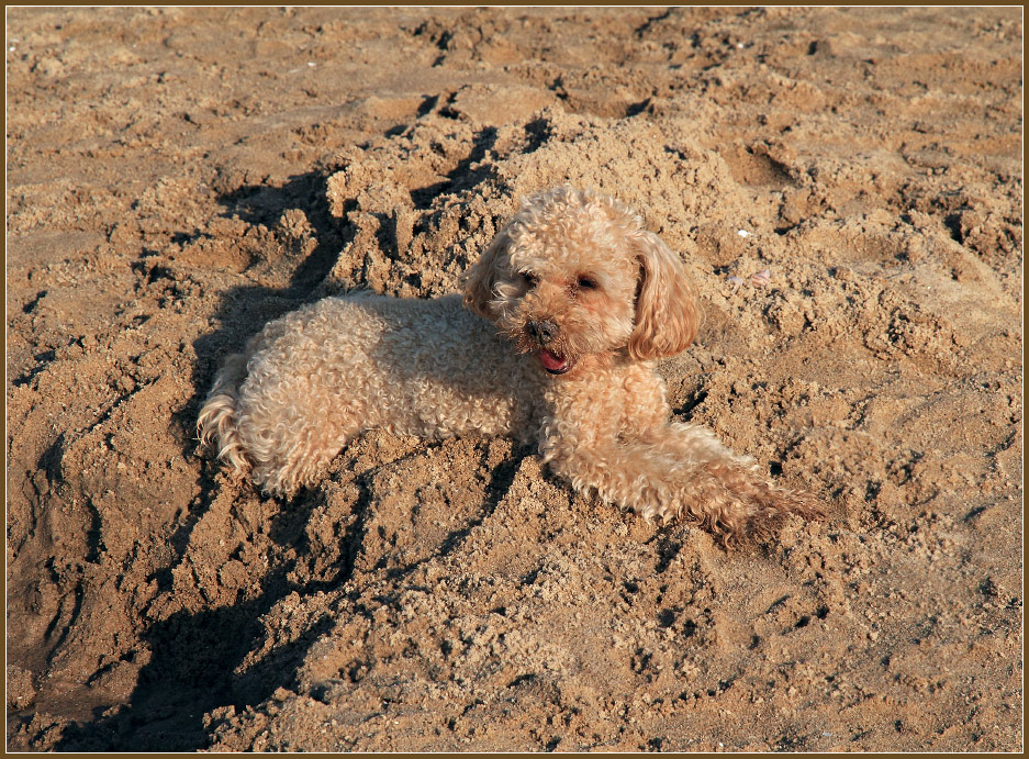  The invisible dog