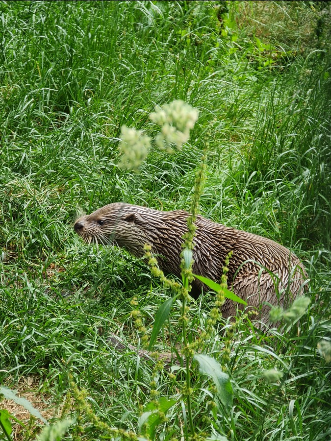  Herr Otter