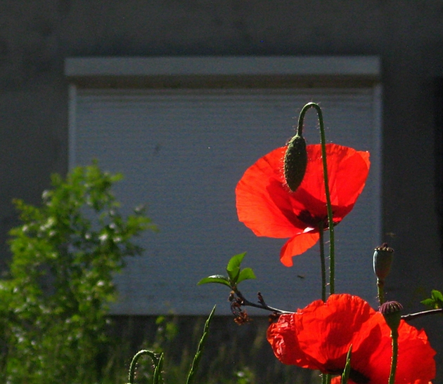 ���������� .