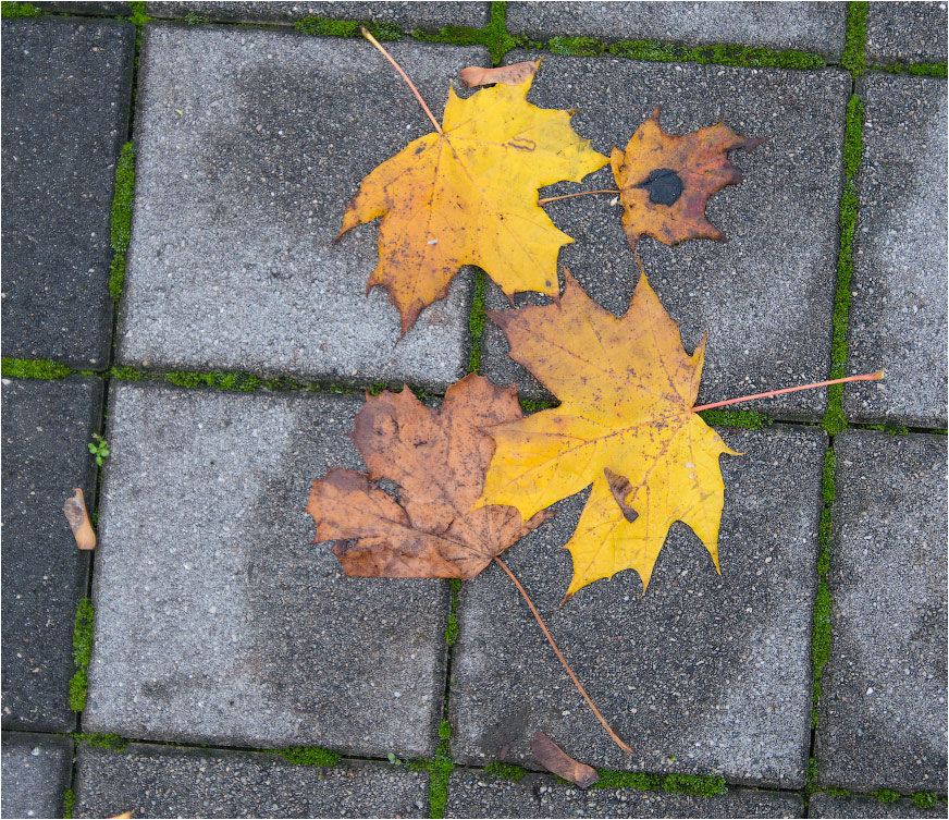 ���������� ��������� �����