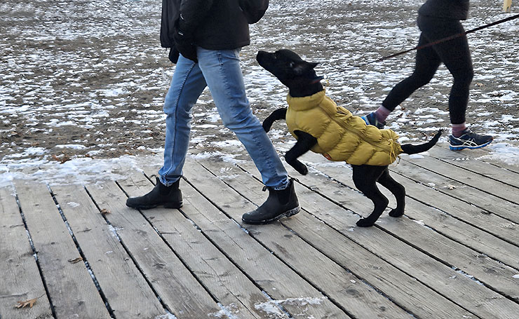 ���������� ****