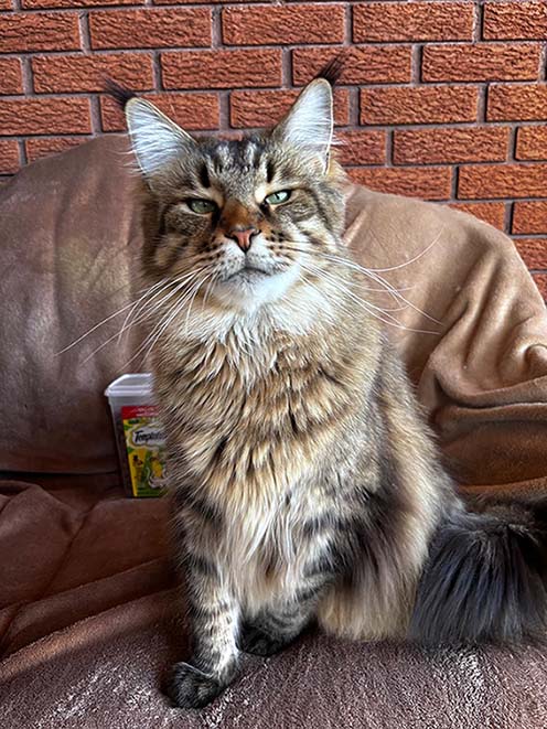 ���������� ���̣� ������)