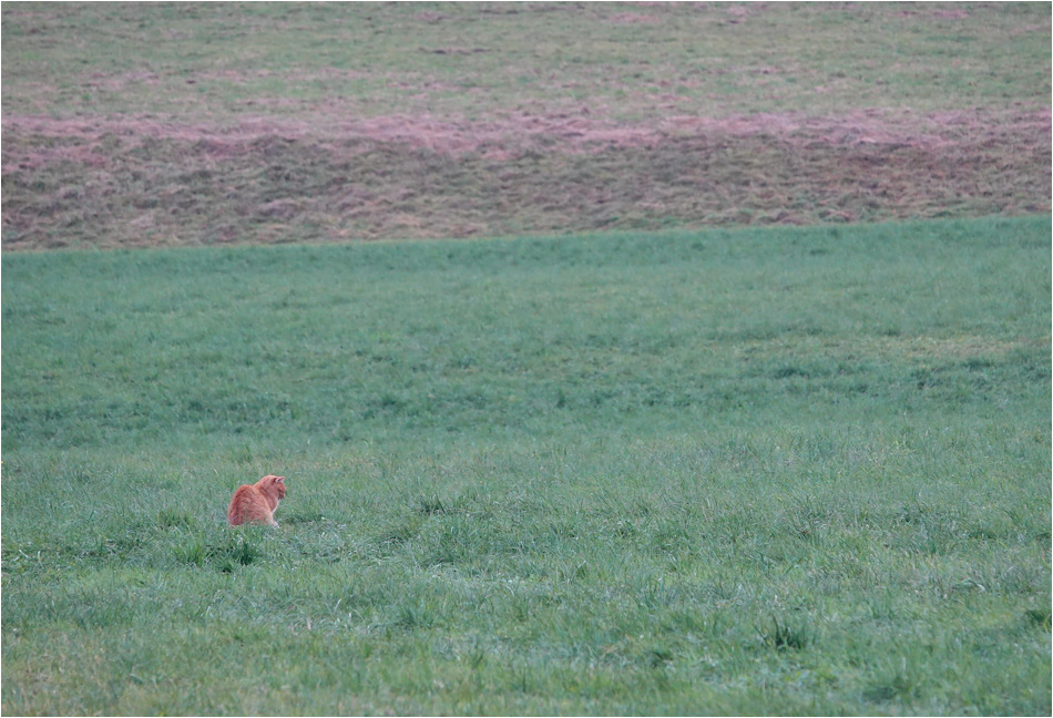 ���������� ����� ���