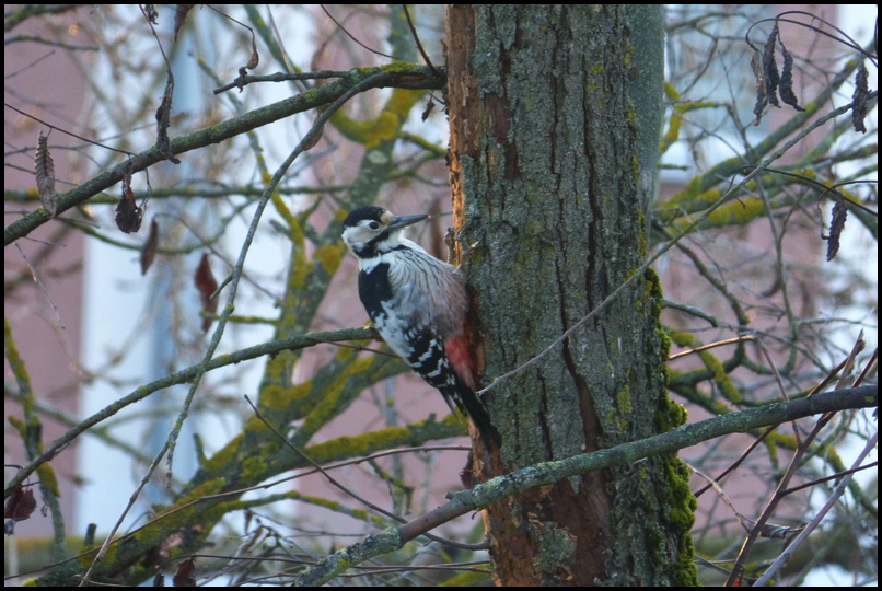 ���������� **** - 2