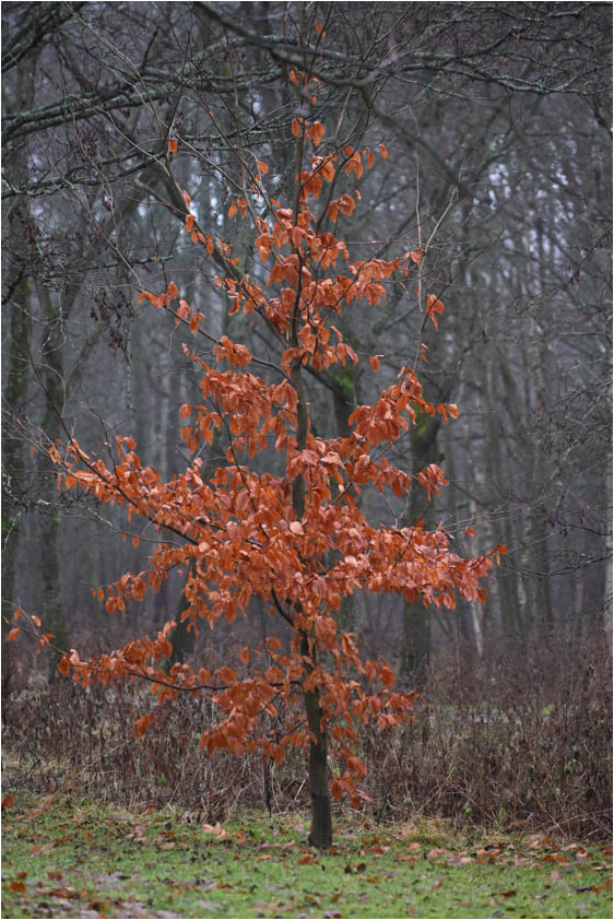 ���������� ������ ������.