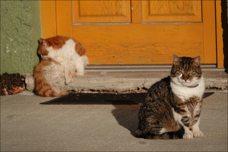 ���������� ����