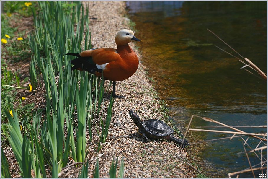 ���������� �������