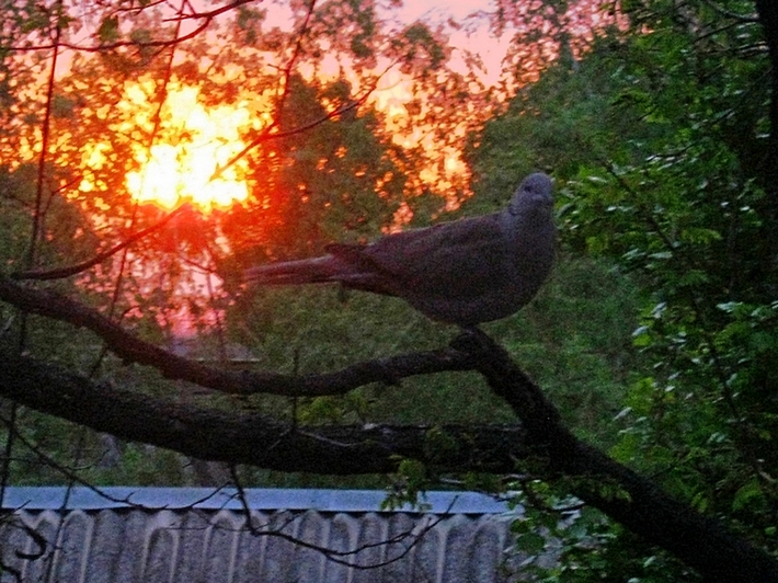 ���������� .