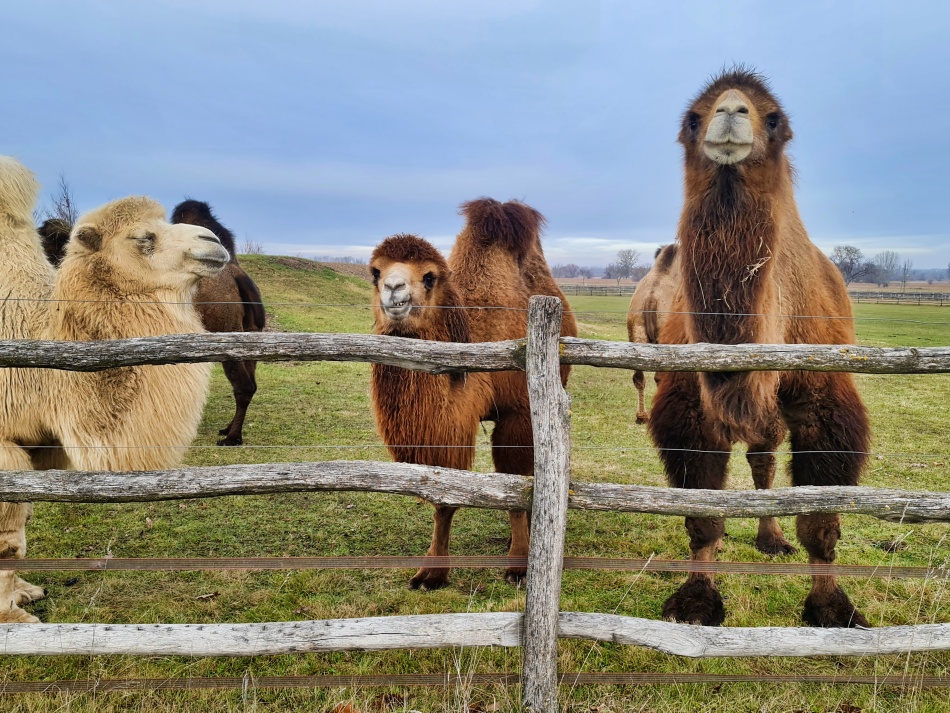 ���������� ��ӣ��� ������