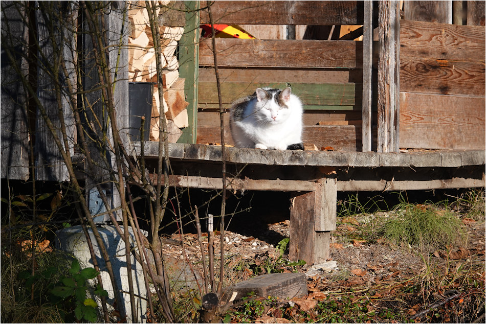 ���������� ����