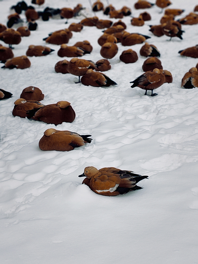 ���������� � ���� ���������, �� ������ ����...