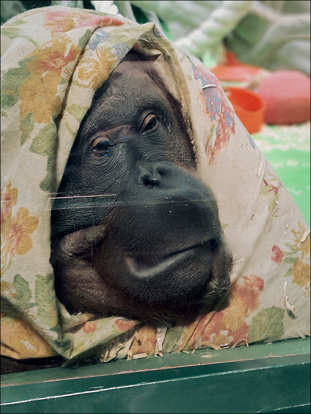 ���������� ���������