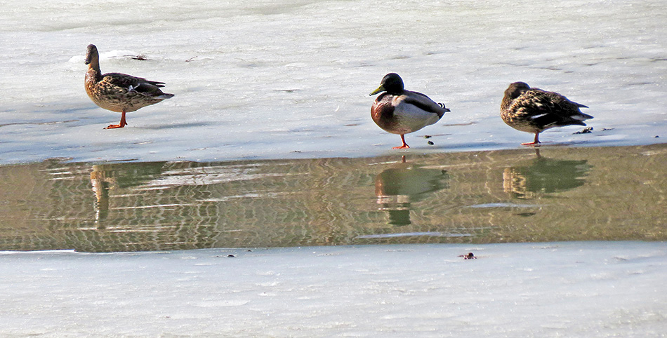 ���������� ���������� ��� ��?