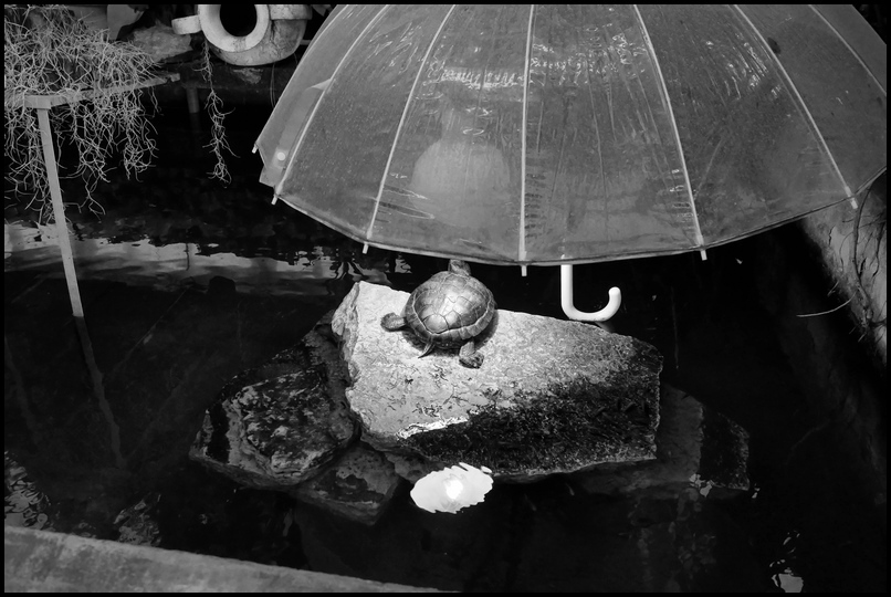 ���������� ����������� �����.