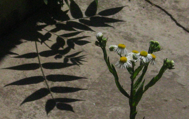 ���������� .