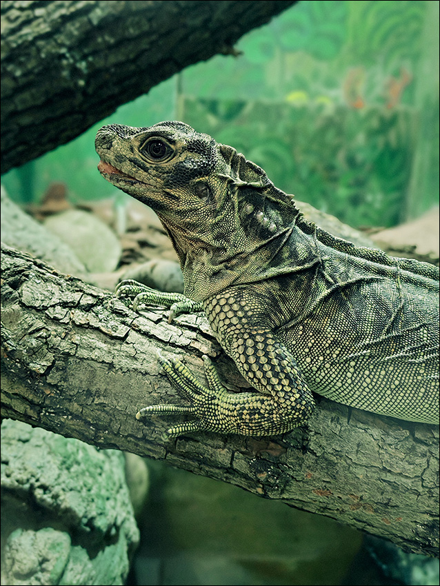 ���������� ���������